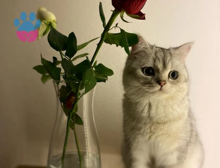 British Shorthair Kedimize eş arıyoruz