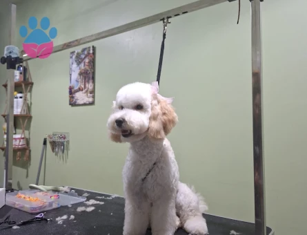 Toy Poodle 10 aylık - 118984629