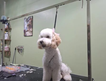 Toy Poodle 10 aylık - 118984629