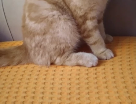 Scottish Fold 1 Yaşında - 118984631