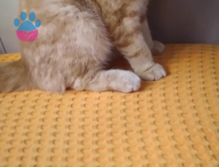 Scottish Fold 1 Yaşında