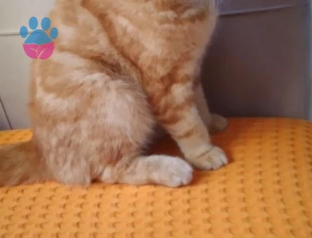 Scottish Fold 1 Yaşında