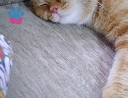 Scottish Fold 1 Yaşında
