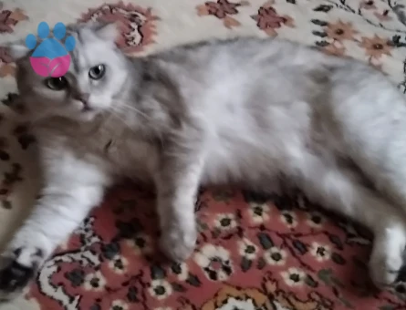 British Shorthair Güzel kızımıza eş arıyoruz
