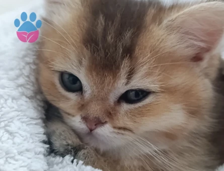 Orjinal Golden British Shorthair - 118984636
