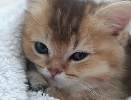 Orjinal Golden British Shorthair - 118984636