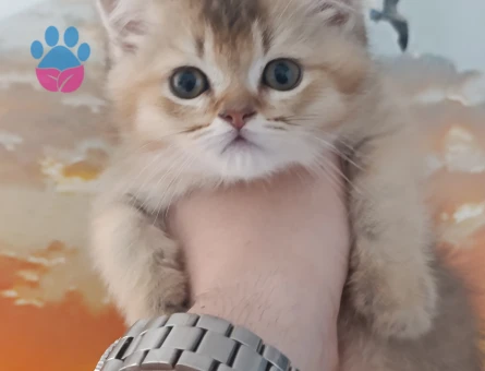 Orjinal Golden British Shorthair