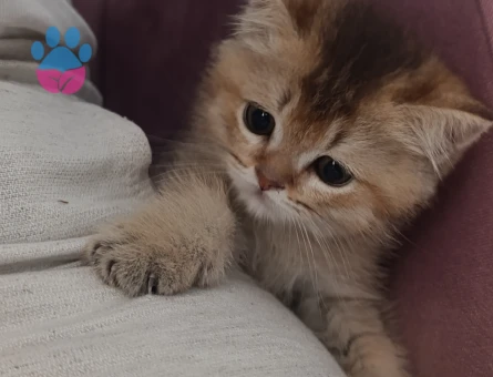 Orjinal Golden British Shorthair