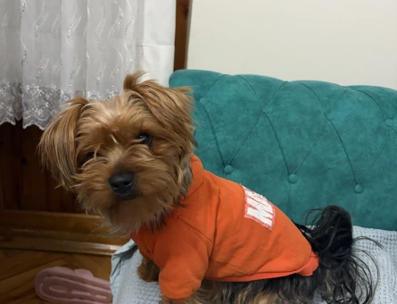 Yorkshire Terrier çiftleştirme - 118984637