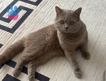 British Shorthair Oğlumuza eş arıyoruz - 118984638