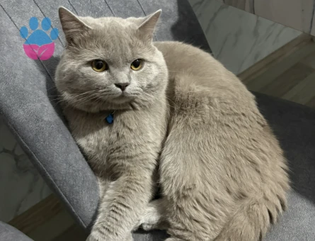 British Shorthair Oğlumuza eş arıyoruz