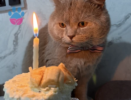 British Shorthair Oğlumuza eş arıyoruz