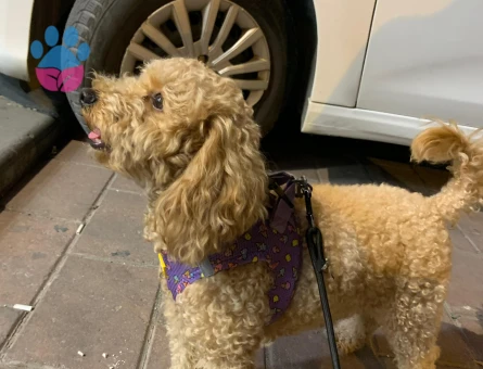 Toy Poodle Çikomuza Eş Arıyoruz