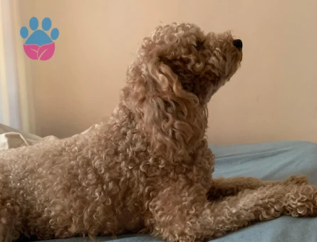Toy Poodle Çikomuza Eş Arıyoruz - 118984639