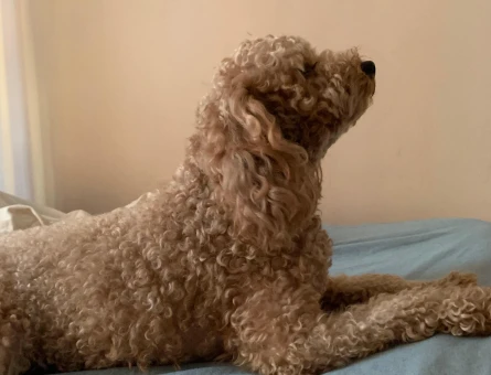 Toy Poodle Çikomuza Eş Arıyoruz - 118984639