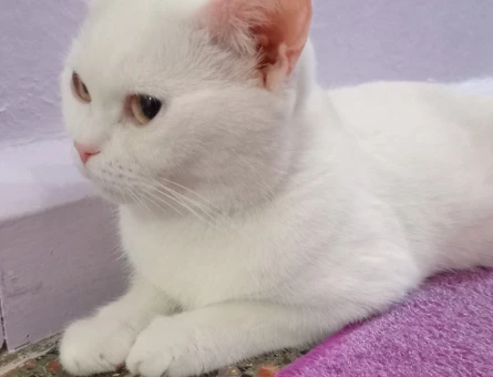 British Shorthair Casper dişi 2 yaşında - 118971232