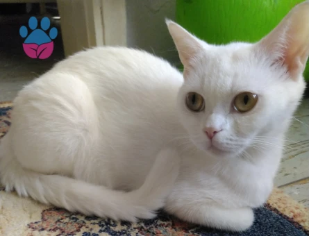 British Shorthair Casper dişi 2 yaşında