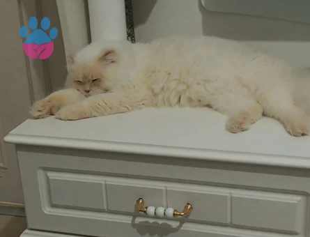 Scottish fold kedime dişi kedi arıyorum