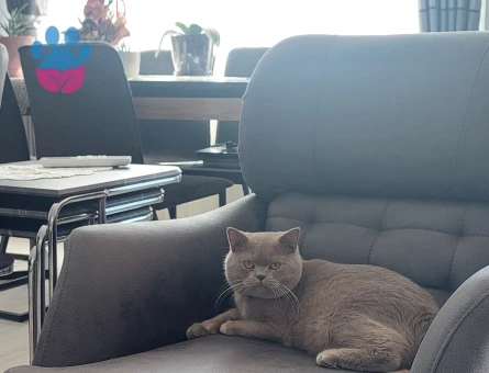 British Shorthair 1 Yaşında Eş Arıyor