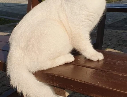 Safkan Orjinal British shorthair - 118971252