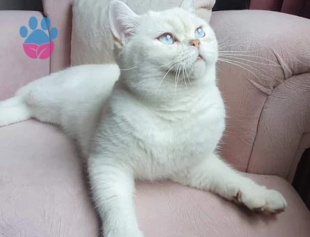 Safkan Orjinal British shorthair