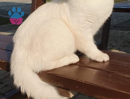 Safkan Orjinal British shorthair