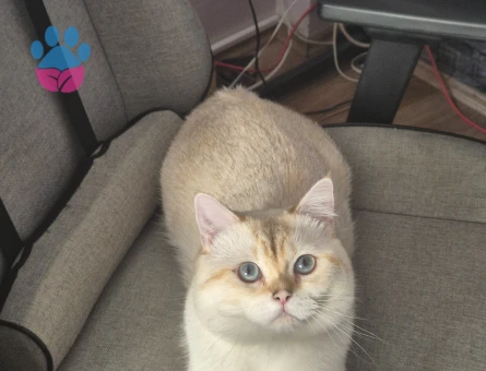 british shorthair blue point