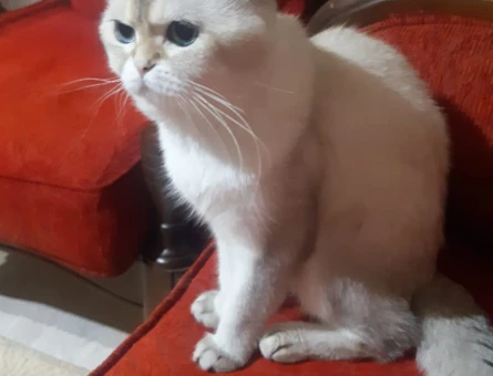 British cinsi erkek kedimize eş arıyoruz - 118979355