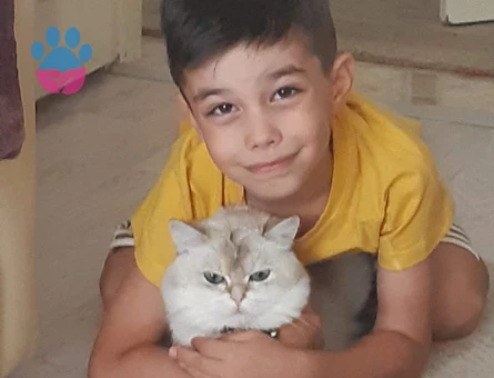 British cinsi erkek kedimize eş arıyoruz