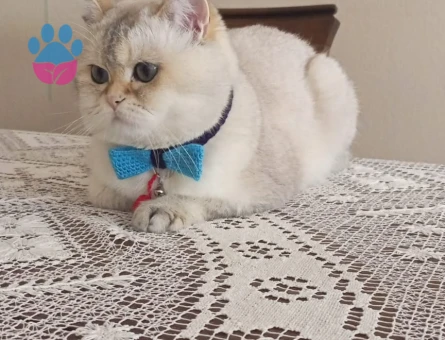 British cinsi erkek kedimize eş arıyoruz