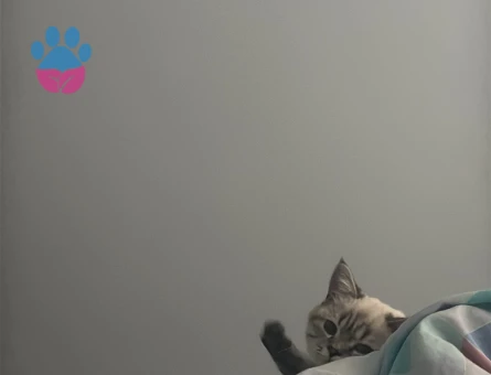 Erkek 1.5 yaşında British Shorthair