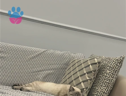 Erkek 1.5 yaşında British Shorthair