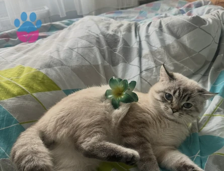 Erkek 1.5 yaşında British Shorthair