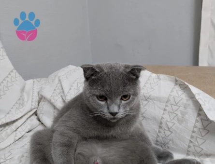 Alky’ye Kraliçe Aranıyor  👑🐾