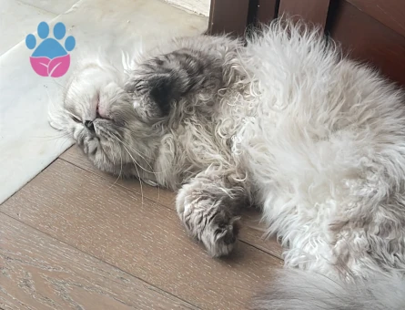 British Longhair Erkek – Eş Arayışı - Görsel 3