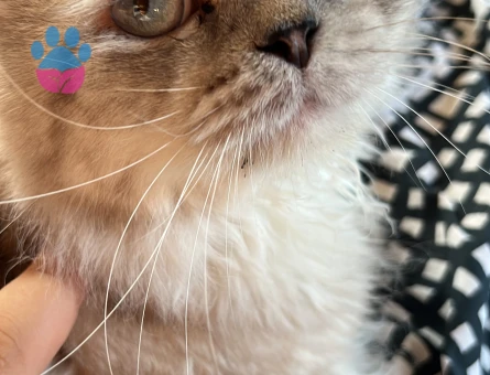British Longhair Erkek – Eş Arayışı - Görsel 4
