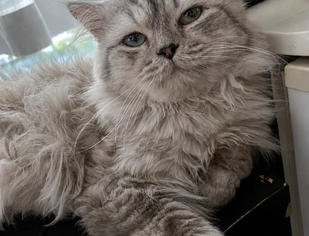 British Longhair Erkek – Eş Arayışı - 118984918