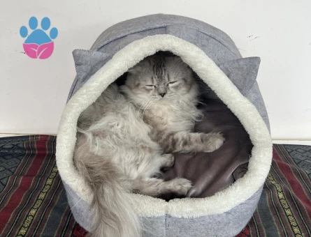 British Longhair Erkek – Eş Arayışı - Görsel 5
