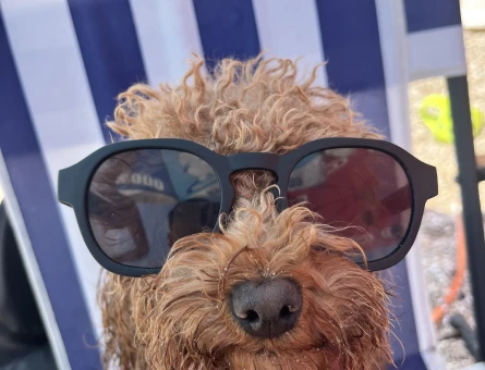 1 YAŞINDA DİŞİ POODLE KÖPEĞİME EŞ ARIYORUM - 118984919