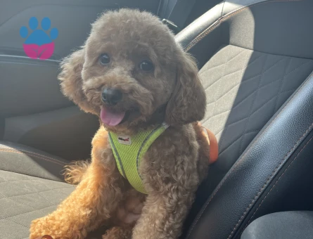 1 YAŞINDA DİŞİ POODLE KÖPEĞİME EŞ ARIYORUM - Görsel 3