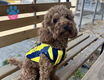1 YAŞINDA DİŞİ POODLE KÖPEĞİME EŞ ARIYORUM - Görsel 4