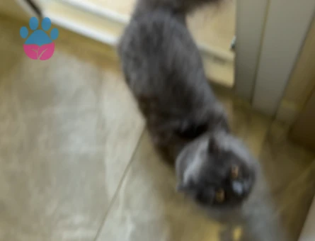 British Longhair Oğlumuza Eş Arıyoruz - 118984920