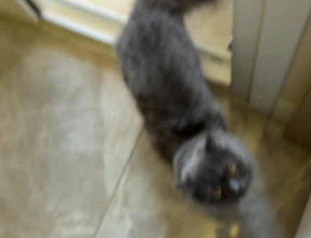 British Longhair Oğlumuza Eş Arıyoruz - 118984920