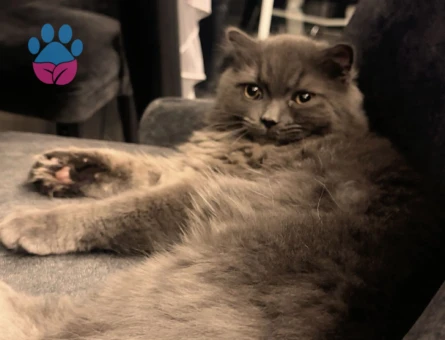 British Longhair Oğlumuza Eş Arıyoruz - Görsel 3