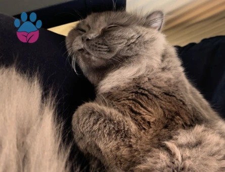 British Longhair Oğlumuza Eş Arıyoruz - Görsel 4