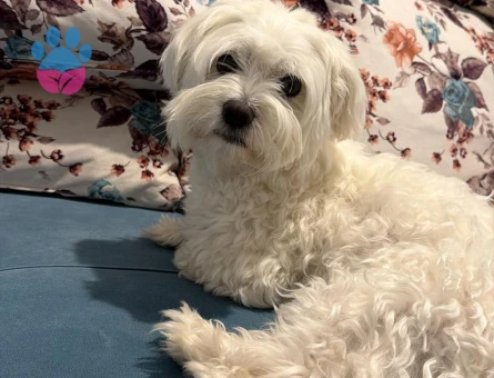 Maltese Terrier 3 Yaşında Eş Arıyor - Görsel 4
