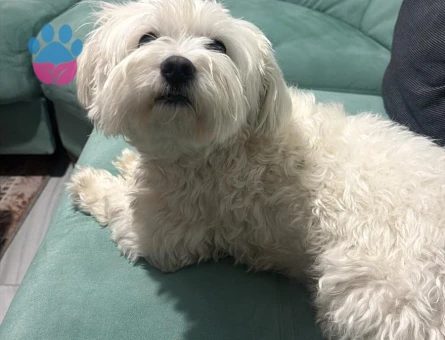 Maltese Terrier 3 Yaşında Eş Arıyor - Görsel 3