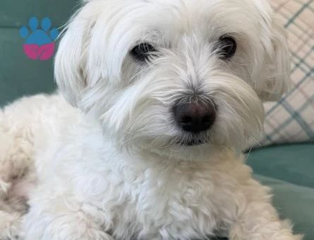 Maltese Terrier 3 Yaşında Eş Arıyor - Görsel 5
