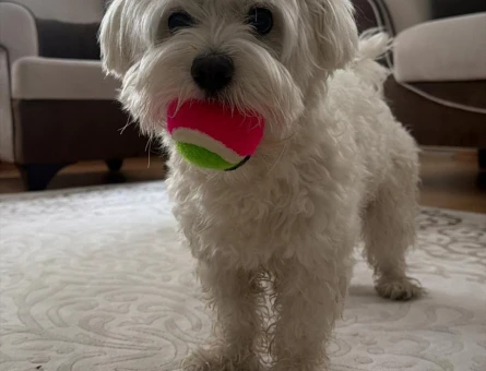 Maltese Terrier 3 Yaşında Eş Arıyor - 118984921