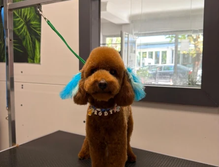 Toy Poodle Oğluma eş arıyoruz - 118984928